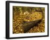 An Old Worn Rowboat Filled with Autumn Leaves in a New England Stream-Frances Gallogly-Framed Photographic Print