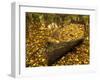 An Old Worn Rowboat Filled with Autumn Leaves in a New England Stream-Frances Gallogly-Framed Photographic Print