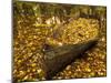 An Old Worn Rowboat Filled with Autumn Leaves in a New England Stream-Frances Gallogly-Mounted Photographic Print