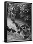 An Older Woman in a Long Dress and Wide-Brimmed Hat Throws Handfuls of Chicken Feed-null-Framed Stretched Canvas