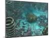 An Olenoides Trilobite Scurries across a Middle Cambrian Ocean Floor-Stocktrek Images-Mounted Photographic Print