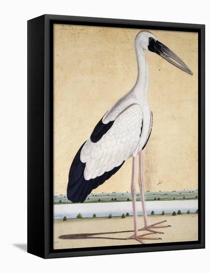 An Open-Beaked Stork, C. 1780-null-Framed Stretched Canvas