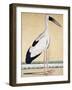 An Open-Beaked Stork, C. 1780-null-Framed Giclee Print
