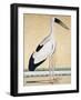 An Open-Beaked Stork, C. 1780-null-Framed Giclee Print