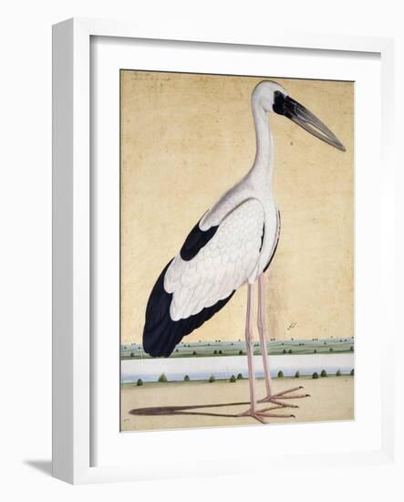 An Open-Beaked Stork, C. 1780-null-Framed Giclee Print