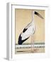 An Open-Beaked Stork, C. 1780-null-Framed Giclee Print