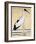 An Open-Beaked Stork, C. 1780-null-Framed Giclee Print