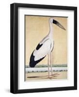 An Open-Beaked Stork, C. 1780-null-Framed Giclee Print