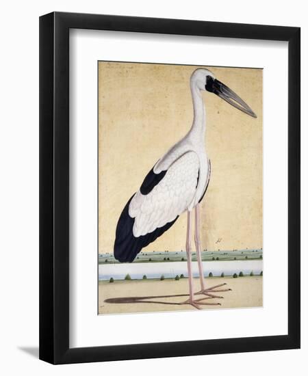 An Open-Beaked Stork, C. 1780-null-Framed Giclee Print