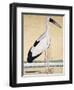 An Open-Beaked Stork, C. 1780-null-Framed Giclee Print