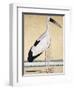 An Open-Beaked Stork, C. 1780-null-Framed Giclee Print