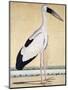 An Open-Beaked Stork, C. 1780-null-Mounted Giclee Print