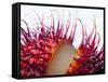 An Opened Rambutan-Toni Eichhorn-Framed Stretched Canvas