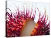 An Opened Rambutan-Toni Eichhorn-Stretched Canvas