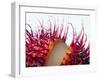 An Opened Rambutan-Toni Eichhorn-Framed Photographic Print