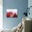 An Opened Rambutan-Toni Eichhorn-Photographic Print displayed on a wall