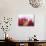 An Opened Rambutan-Toni Eichhorn-Photographic Print displayed on a wall