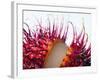 An Opened Rambutan-Toni Eichhorn-Framed Photographic Print