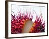 An Opened Rambutan-Toni Eichhorn-Framed Photographic Print