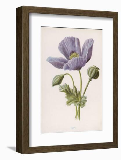 An Opium Poppy-F. Edward Hulme-Framed Photographic Print