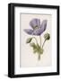 An Opium Poppy-F. Edward Hulme-Framed Photographic Print