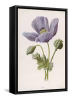 An Opium Poppy-F. Edward Hulme-Framed Stretched Canvas