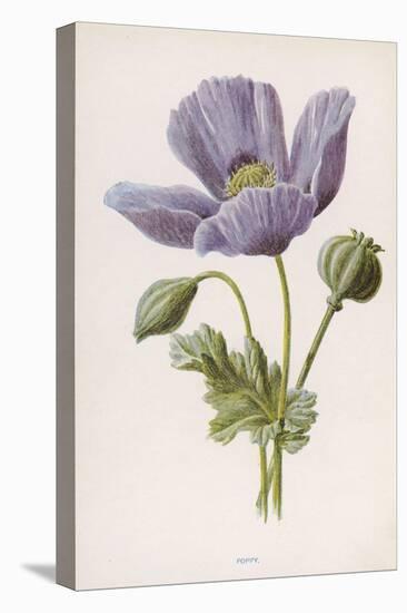 An Opium Poppy-F. Edward Hulme-Stretched Canvas