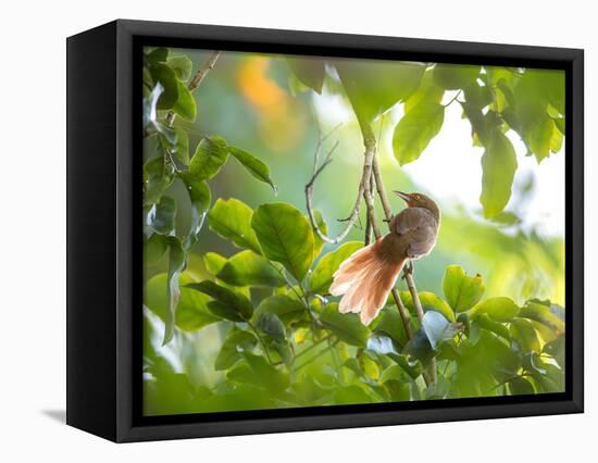 An Orange-Breasted Thornbird Perches on a Tree Branch in the Atlantic Rainforest-Alex Saberi-Framed Stretched Canvas