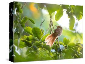 An Orange-Breasted Thornbird Perches on a Tree Branch in the Atlantic Rainforest-Alex Saberi-Stretched Canvas