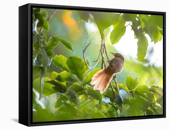 An Orange-Breasted Thornbird Perches on a Tree Branch in the Atlantic Rainforest-Alex Saberi-Framed Stretched Canvas