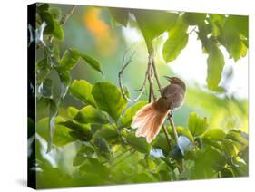 An Orange-Breasted Thornbird Perches on a Tree Branch in the Atlantic Rainforest-Alex Saberi-Stretched Canvas