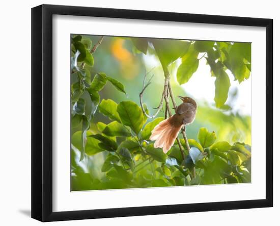 An Orange-Breasted Thornbird Perches on a Tree Branch in the Atlantic Rainforest-Alex Saberi-Framed Premium Photographic Print