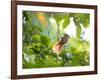 An Orange-Breasted Thornbird Perches on a Tree Branch in the Atlantic Rainforest-Alex Saberi-Framed Photographic Print