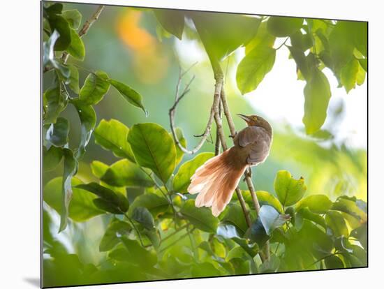 An Orange-Breasted Thornbird Perches on a Tree Branch in the Atlantic Rainforest-Alex Saberi-Mounted Photographic Print