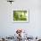 An Orange-Breasted Thornbird Perches on a Tree Branch in the Atlantic Rainforest-Alex Saberi-Framed Photographic Print displayed on a wall