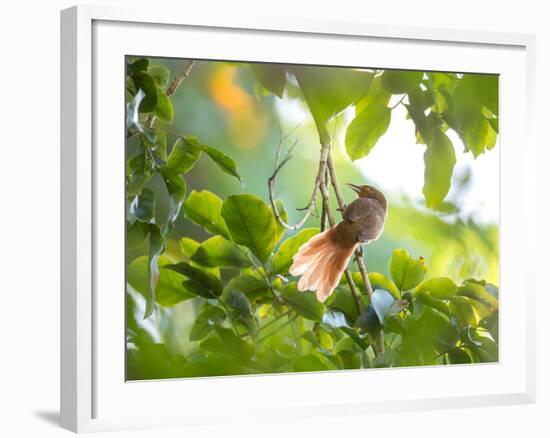 An Orange-Breasted Thornbird Perches on a Tree Branch in the Atlantic Rainforest-Alex Saberi-Framed Photographic Print