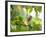 An Orange-Breasted Thornbird Perches on a Tree Branch in the Atlantic Rainforest-Alex Saberi-Framed Photographic Print