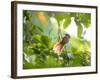 An Orange-Breasted Thornbird Perches on a Tree Branch in the Atlantic Rainforest-Alex Saberi-Framed Photographic Print