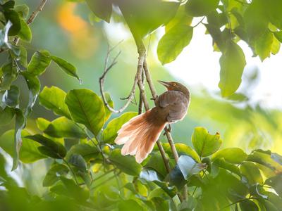 https://imgc.allpostersimages.com/img/posters/an-orange-breasted-thornbird-perches-on-a-tree-branch-in-the-atlantic-rainforest_u-L-Q135UWY0.jpg?artPerspective=n