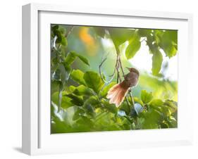 An Orange-Breasted Thornbird Perches on a Tree Branch in the Atlantic Rainforest-Alex Saberi-Framed Photographic Print