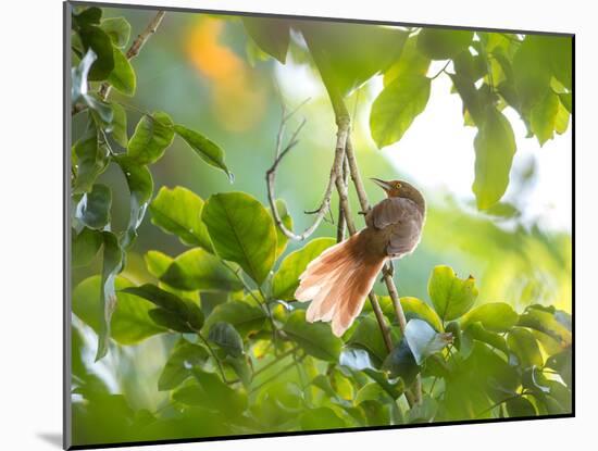 An Orange-Breasted Thornbird Perches on a Tree Branch in the Atlantic Rainforest-Alex Saberi-Mounted Photographic Print