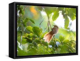 An Orange-Breasted Thornbird Perches on a Tree Branch in the Atlantic Rainforest-Alex Saberi-Framed Stretched Canvas