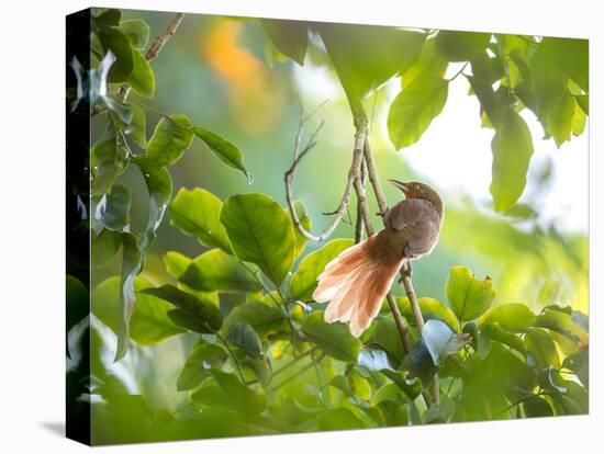 An Orange-Breasted Thornbird Perches on a Tree Branch in the Atlantic Rainforest-Alex Saberi-Stretched Canvas