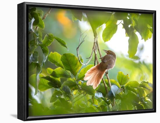 An Orange-Breasted Thornbird Perches on a Tree Branch in the Atlantic Rainforest-Alex Saberi-Framed Photographic Print