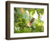 An Orange-Breasted Thornbird Perches on a Tree Branch in the Atlantic Rainforest-Alex Saberi-Framed Photographic Print