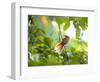 An Orange-Breasted Thornbird Perches on a Tree Branch in the Atlantic Rainforest-Alex Saberi-Framed Photographic Print