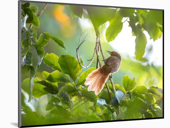 An Orange-Breasted Thornbird Perches on a Tree Branch in the Atlantic Rainforest-Alex Saberi-Mounted Photographic Print