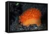 An Orange Sieve Cowry Crawling across Black Sand-Stocktrek Images-Framed Stretched Canvas