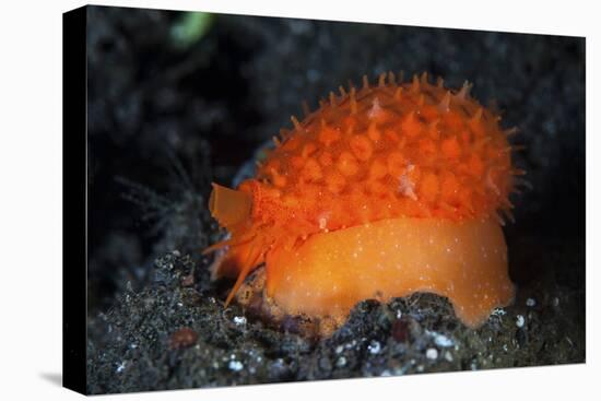 An Orange Sieve Cowry Crawling across Black Sand-Stocktrek Images-Stretched Canvas