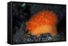 An Orange Sieve Cowry Crawling across Black Sand-Stocktrek Images-Framed Stretched Canvas